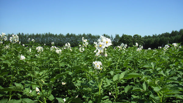 xarvio FIELD MANAGERが北海道の基幹作物栽培をサポート