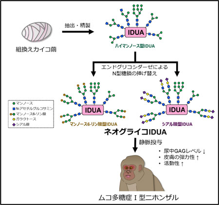 酵素を遺伝子組換えカイコに作らせ、糖鎖改変によって機能を向上。この酵素をヒト行動進化研究センターで発見されたムコ多糖症I型ニホンザルに投与すると徴候が改善した