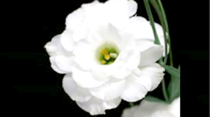 トルコギキョウ　花の香り成分を明らかに　良い香りの品種育成へ期待　農研機構