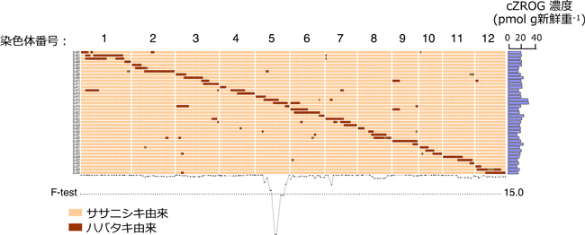 図1：ササニシキ×ハバタキのCSSL におけるサイトカイニンリボシド派生体（cZROG）内生濃度に影響を与えるQTL ピークの検出