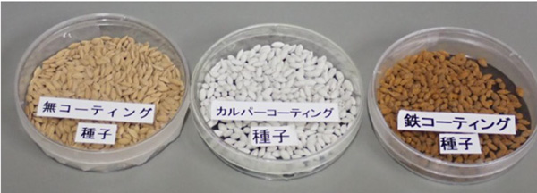 写真1：無コーティング種子（左）、カルパーコーティング種子（中）、鉄コーティング種子（農研機構東北農業研究センター提供）