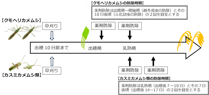 図：斑点米カメムシ類の草刈り及び防除時期のイメージ