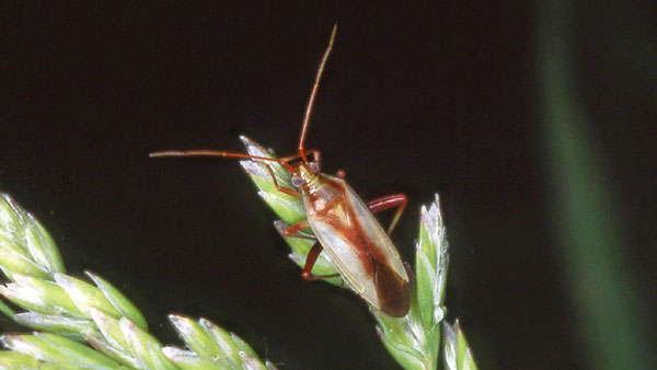 アカスジカスミカメ（写真提供：青森県病害虫防除所）