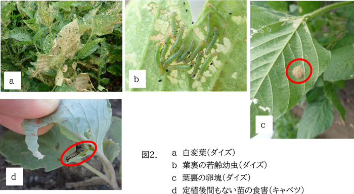 図2：a白変葉（ダイズ）、b葉裏の若齢幼虫（ダイズ）、c葉裏の卵塊（ダイズ）、d定植後間もない苗の食害（キャベツ）（提供：三重県病害虫防除所）