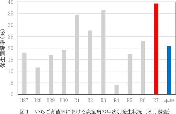 図1：いちご育苗床における炭疽病の年次別発生状況（8月調査）
