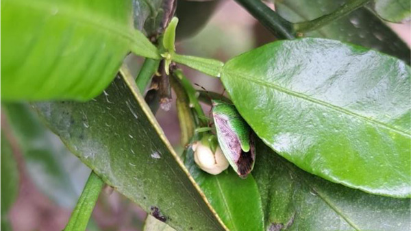 カンキツ園に飛来した果樹カメムシ類のチャバネアオカメムシ（4月18日撮影）（写真提供：熊本県病害虫防除所）