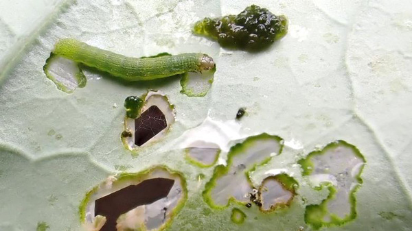 写真1：ブロッコリー葉を食害するシロイチモジヨトウ老齢幼虫（写真提供：埼玉県病害虫防除所）