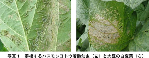 写真1：群棲するハスモンヨトウ若齢幼虫（左）と大豆の白変葉（提供：兵庫県病害虫防除所）