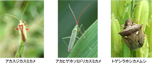 アカスジカスミカメ、アカヒゲホソミドリカスミカメ、トゲシラホシカメムシ（提供：富山県農林水産総合技術センター農業研究所 病理昆虫課）