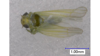 【特殊報】ウメ、オウトウに「モモヒメヨコバイ」県内で初めて確認　長崎県