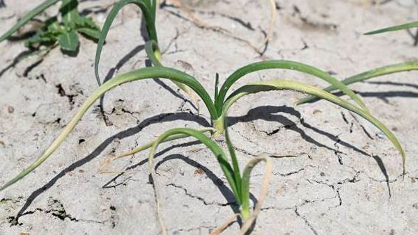 写真1：越年り病株葉が湾曲し、退色して淡黄緑色になる（写真提供：滋賀県病害虫防除所）