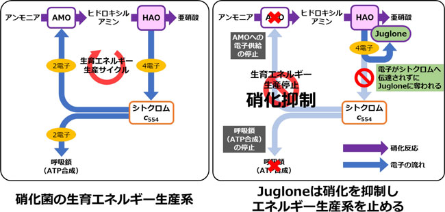 図2：Jugloneによる硝化抑制のメカニズム