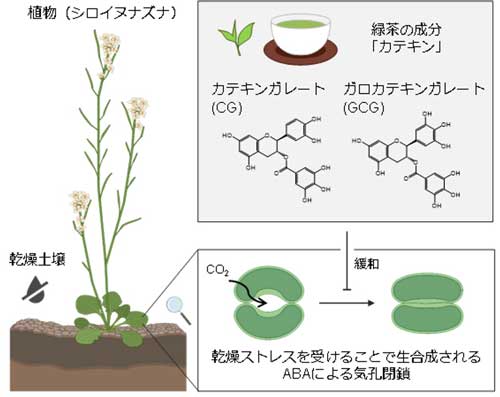 同研究成果の概念図。緑茶に含まれる二種類のカテキン（CGおよびGCG）は、乾燥時にABAにより誘導される気孔閉鎖を抑制（緩和）