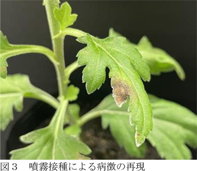 図3：噴霧接種による病徴の再現（提供：宮崎県病害虫防除・肥料検査センター）