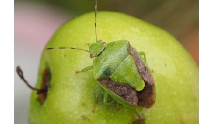 果樹カメムシ類「チャバネアオカメムシ」の成虫（写真提供：兵庫県病害虫防除所）