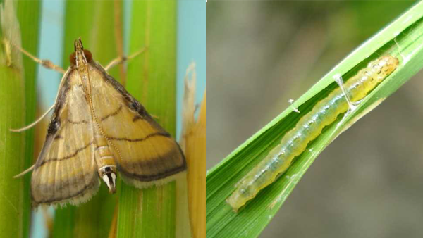 コブノメイガ（成虫）・（老齢幼虫）（写真提供：沖縄県病害虫防除技術センター）