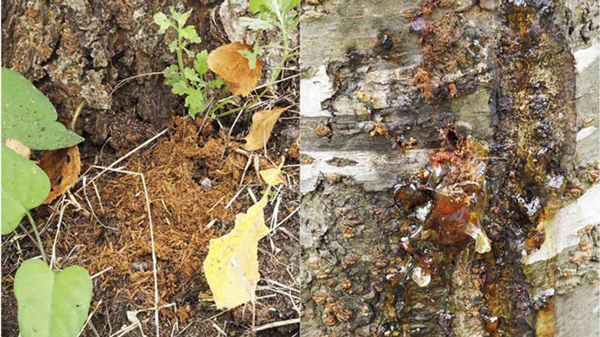 写真2：地際部に集積したフラス（左）と幼虫の食入孔。樹皮からフラスと樹液の噴出がみられることが多い（写真はいずれもサクラ）（写真提供：兵庫県病害虫防除所）