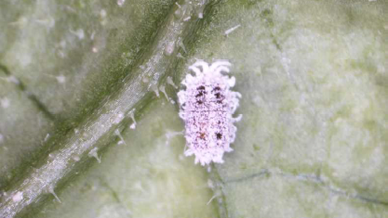 【特殊報】キュウリにクロテンコナカイガラムシ　県内で初めて確認　宮崎県