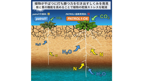 図1:PATROL1遺伝子の発現量を高めることで、乾燥ストレス下の植物の成長が強化される