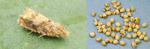 写真1：マメシンクイガ成虫。体長約6mmと写真2：マメシンクイガによる大豆被害子実（北海道立総合研究機構原図）