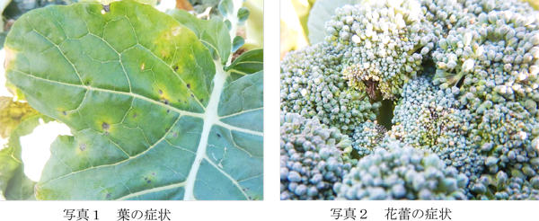 写真1：葉の症状と写真2：花蕾の症状（提供：愛知県農業総合試験場）