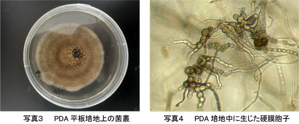 左から、写真3：PDA平板培地上の菌叢、写真4：PDA培地中に生じた硬膜胞子（提供：埼玉県農業技術研究センター）