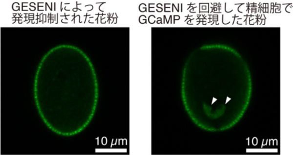 図1：GESENIによって遺伝子発現が抑制された花粉およびGESENIを回避して蛍光タンパク質を発現した花粉