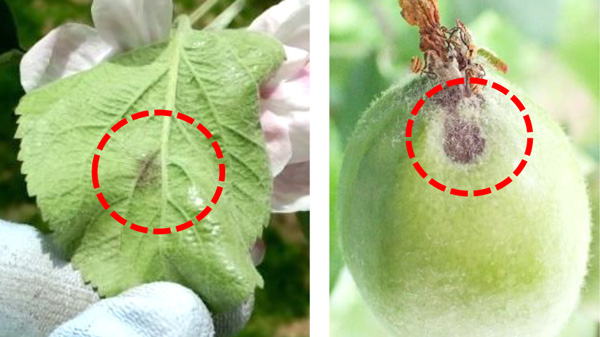 早期感染による病徴。果そう葉の葉裏病斑（左）と、がく片感染による幼果の病斑（写真提供：岩手県病害虫防除所）