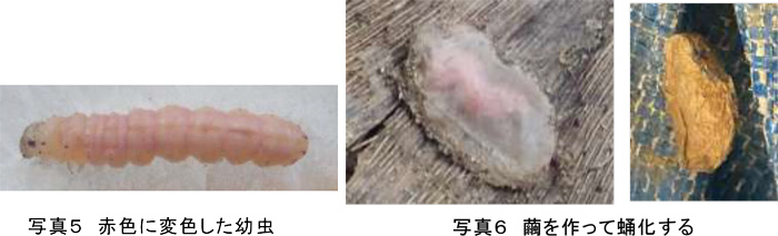 左から、写真5：赤色に変色した幼虫、写真6：繭を作って蛹化する（提供：京都府病害虫防除所）