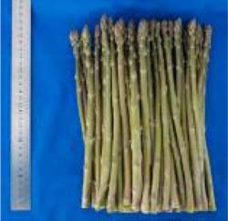 新品種「あすたまJ」の食用部（長さ25cm）