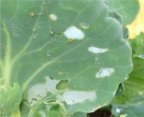 葉の加害状況（写真提供：沖縄県病害虫防除技術センター所）