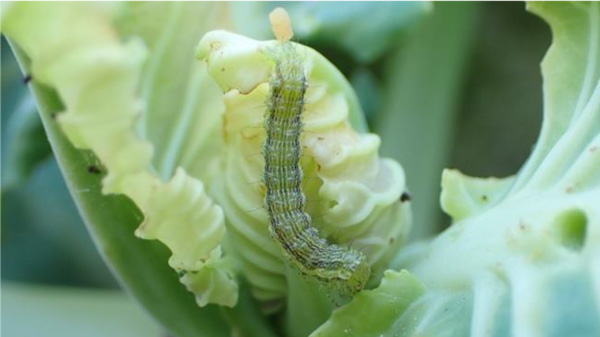 【注意報】野菜類・花き類にタバコガ類　県内全域で多発のおそれ　兵庫県.jpg