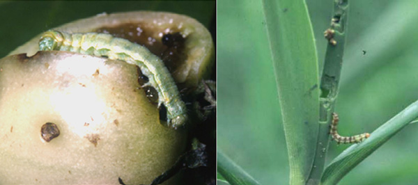 左から、写真1：トマトを食害するオオタバコガの幼虫、写真2：ショウガを加害するタバコガの幼虫 （提供：高知県病害虫防除所）