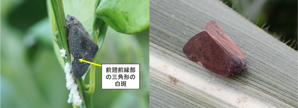 写真1：成虫の側面（左）と背面（提供：兵庫県病害虫防除所）