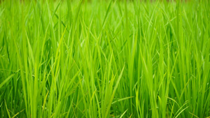 【注意報】水稲に斑点米カメムシ類　県内全域で多発のおそれ　愛知県