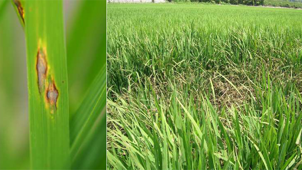 葉いもち病斑・ずりこみ症状（写真提供：広島県農林水産局）