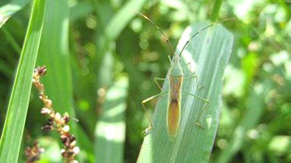 クモヘリカメムシ成虫（写真提供：京都府病害虫防除所）