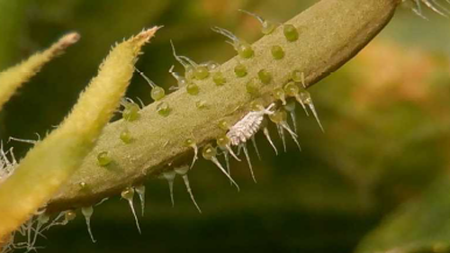 キュウリ幼果に寄生する雌成虫（写真提供：病害虫防除・肥料検査センター））