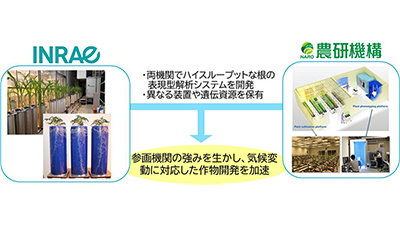 農研機構と仏INRAE主導　植物フェノタイピングに関する国際研究ネットワーク設立サムネ.jpg