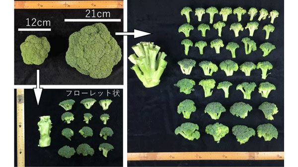 ブロッコリー　大型花蕾生産技術で労働生産性の向上を実証　農研機構.jpg