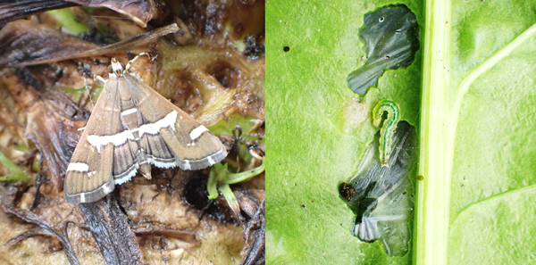 写真1：シロオビノメイガ成虫と写真2：てんさいにおける幼虫と被害（提供：北海道病害虫防除所）（提供：北海道病害虫防除所）