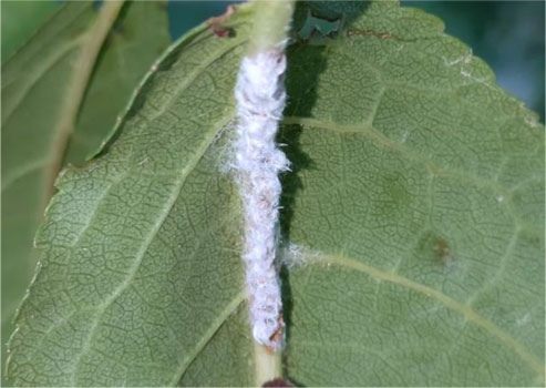 図1：スモモ葉脈の産卵痕（提供：島根県病害虫防除所）