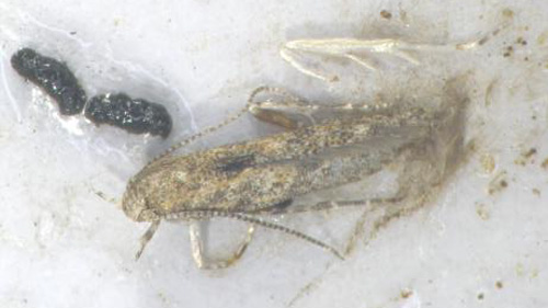 写真1：山形県で誘殺されたトマトキバガの成虫 （写真提供：山形県病害虫防除所）