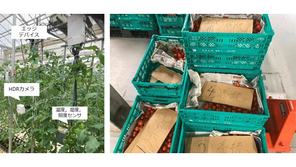 高糖度トマトを容易に栽培　エッジAI型の萎れ灌水制御に成功　静岡大学.jpg