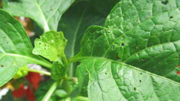 ホオズキ葉におけるタバコノミハムシ成虫による円形の食害痕（写真提供：熊本県病害虫防除所）