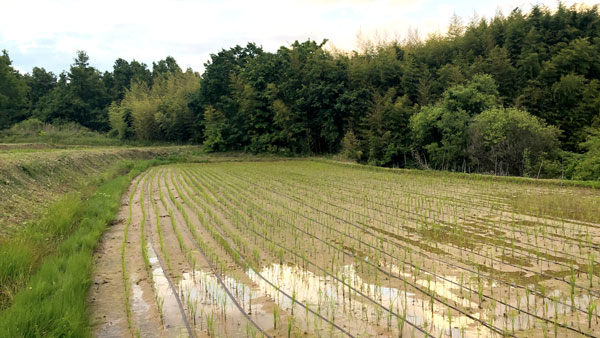 点滴灌水導入圃場（長野県東御市八重原地区）