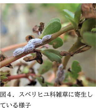 図4：スベリヒユ科雑草に寄生している様子（提供：三重県病害虫防除所）