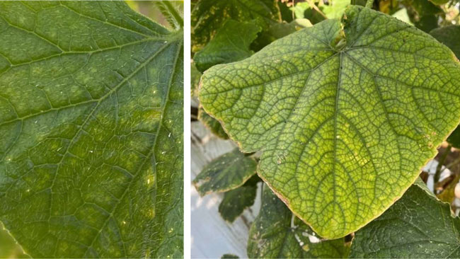 写真1：発病初期の葉の小斑点（左）、 写真2：病状が進行し葉脈間が退緑・黄化（写真提供：京都府病害虫防除所）