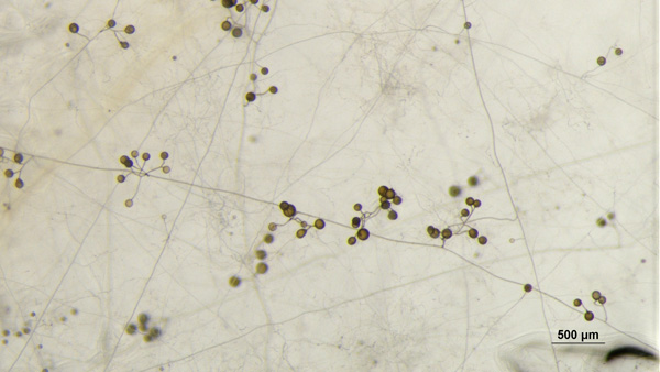 図2：純粋培養したアーバスキュラー菌根菌（当社菌株）
