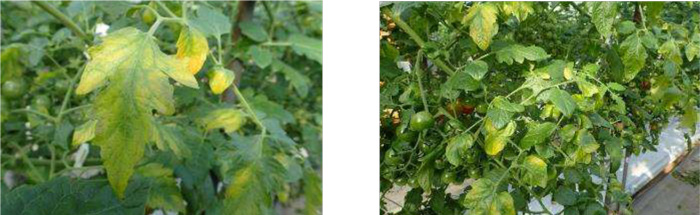 左から、図1：葉脈間が黄化した被害葉（ミニトマト）、図2：発病株（ミニトマト）（提供：大阪府環境農林水産部）